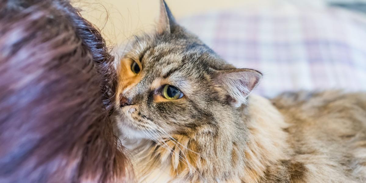 Manger des cheveux humains est un comportement courant chez les chats.