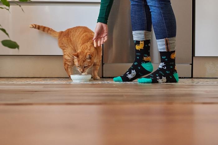 L'image capture un chat et une femme partageant un repas, soulignant la connexion et l'interaction entre les humains et leurs compagnons félins.