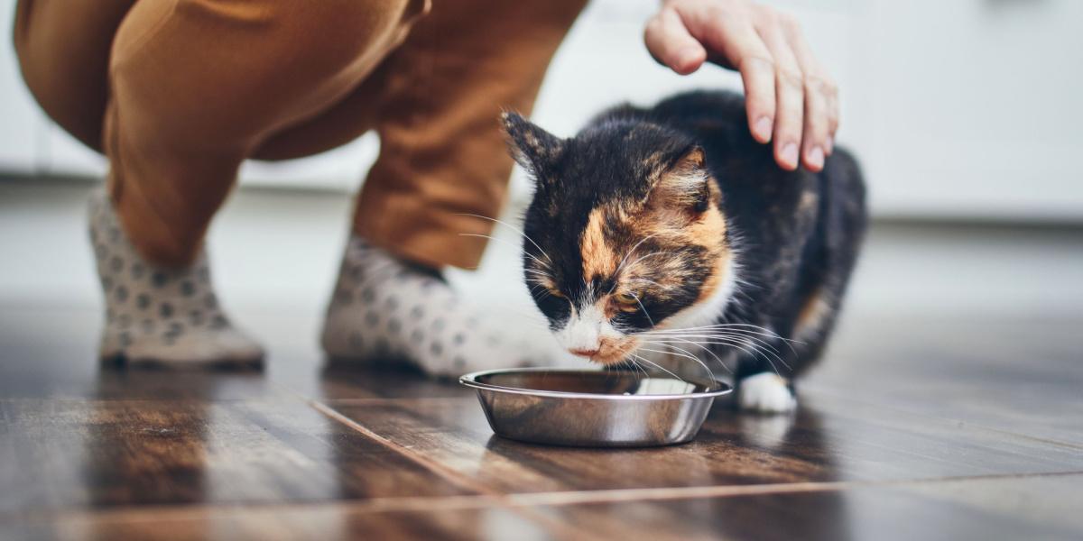 Chat mangeant dans un bol