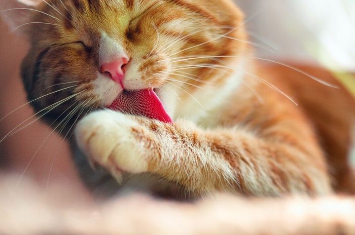 Un beau chat orange et blanc qui toilette méticuleusement sa fourrure avec sa langue, affichant un sens de la propreté et du soin de soi.