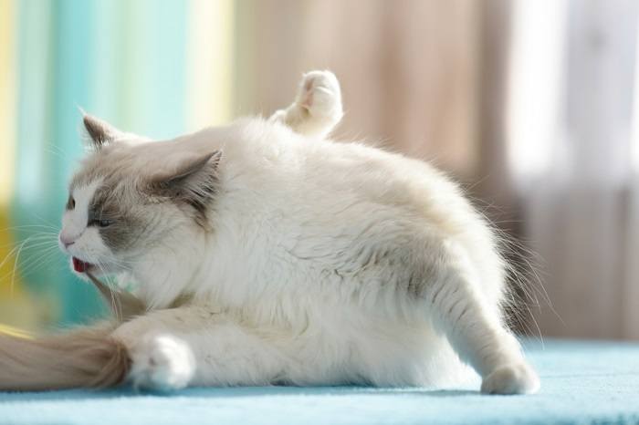 Un chat qui se toilette, démontrant ainsi les soins personnels et l'hygiène féline.