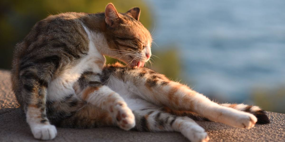 Toilettage de chat