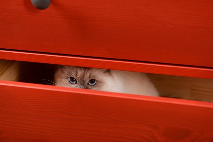 Un chat se cachant dans un tiroir, un comportement félin courant lorsqu'il recherche un espace calme et sécurisé.