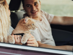 Cat in a car