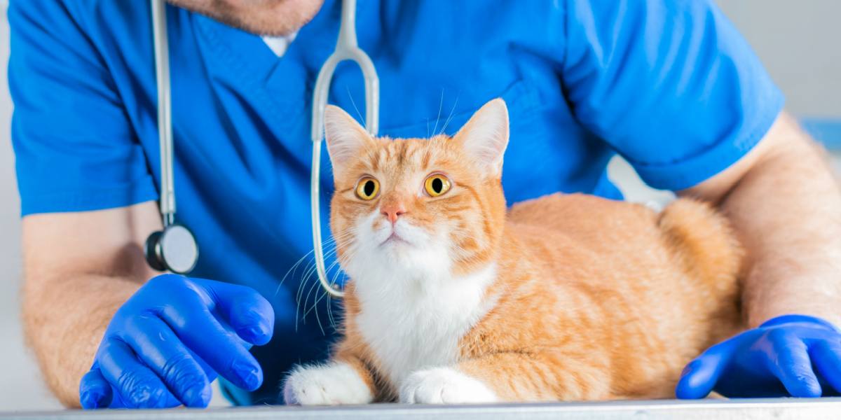 Un chat souffrant, soulignant la nécessité de traiter et d’atténuer l’inconfort et les problèmes de santé des félins.