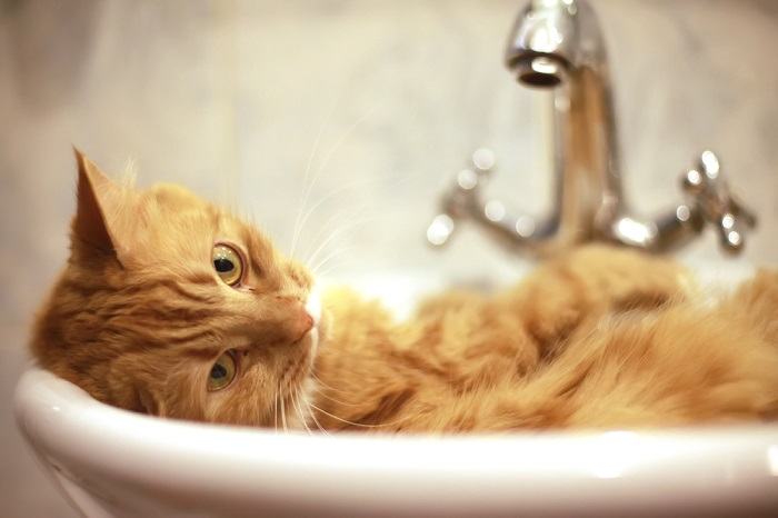 Une image représentant un chat assis confortablement dans un évier, observant avec curiosité son environnement.