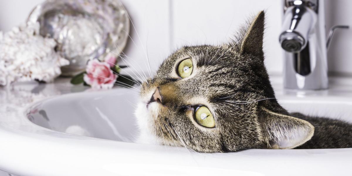 Une image amusante mettant en scène un chat confortablement installé dans un évier.