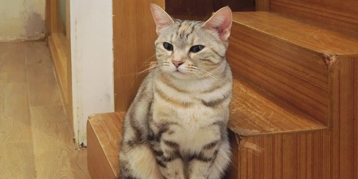 Un chat curieux explore prudemment un escalier. L'image illustre la nature curieuse du félin alors qu'il navigue entre les marches.