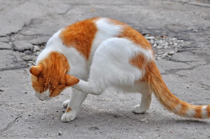 Une image capturant un chat avec une oreille qui démange, se grattant ou inclinant peut-être la tête en réponse à l'inconfort, soulignant le problème courant de l'irritation de l'oreille chez les félins.