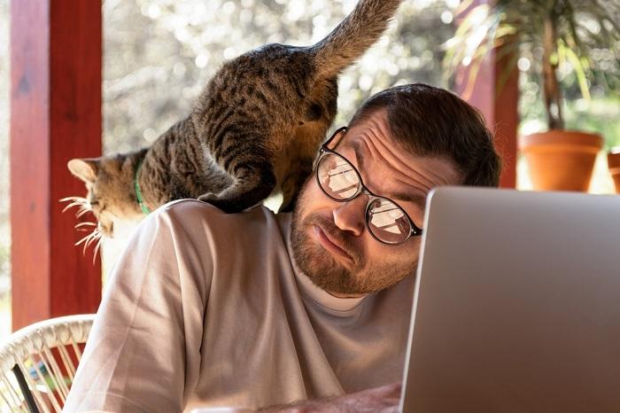 Image capturant un chat dans les airs, sautant gracieusement, mettant en valeur son impressionnante capacité de saut et son mouvement agile.