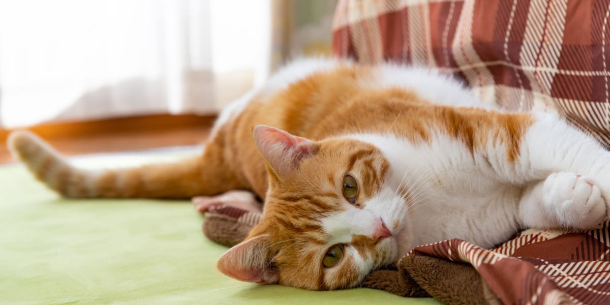 Chat pétrissant avec ses pattes une surface douce