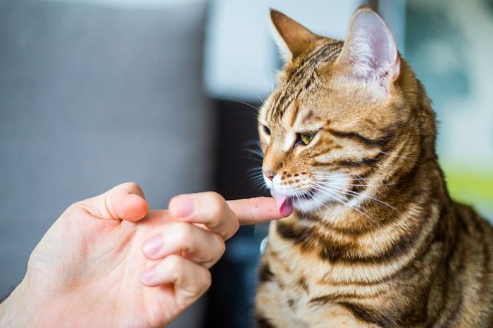 Image d'un chat léchant les mains d'une personne, montrant un geste de confiance, d'affection et de toilettage.