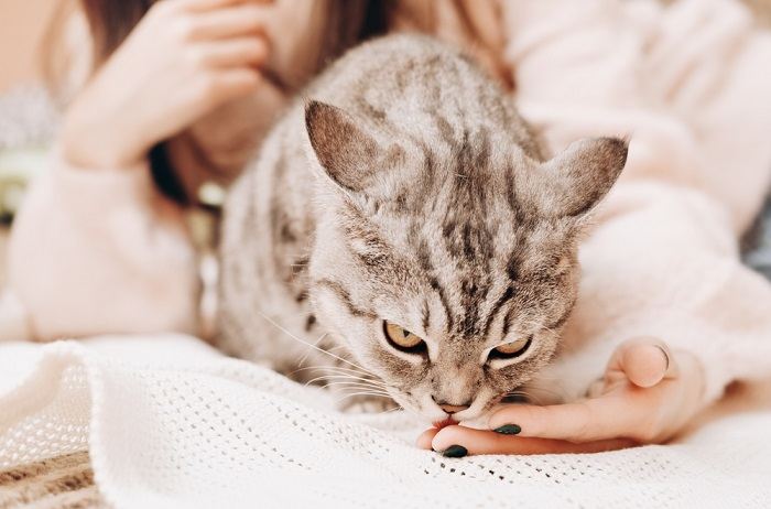 Un chat lèche affectueusement la main d'une femme