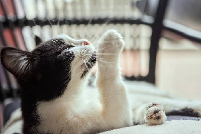 Image d'un chat léchant affectueusement le visage d'un autre chat, affichant ainsi un lien social et un comportement de toilettage.