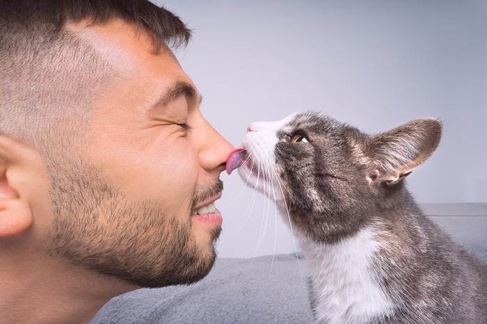 chat léchant ou embrassant le nez de son propriétaire