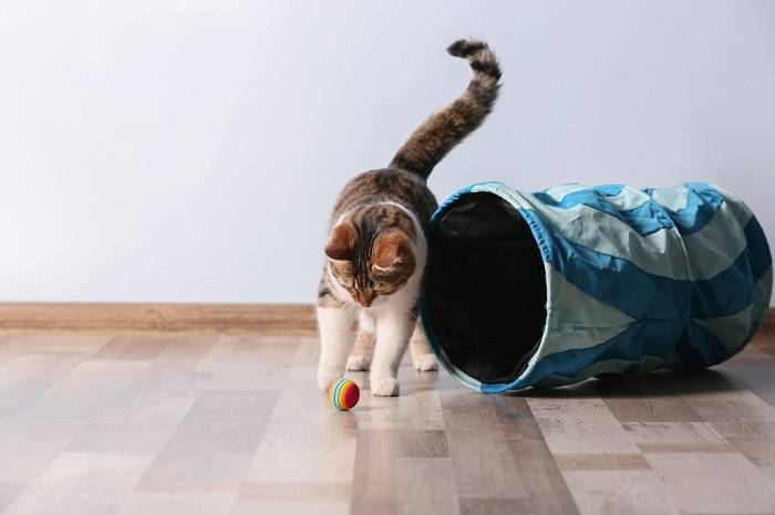 chat jouant à la balle et tunnel pour chat