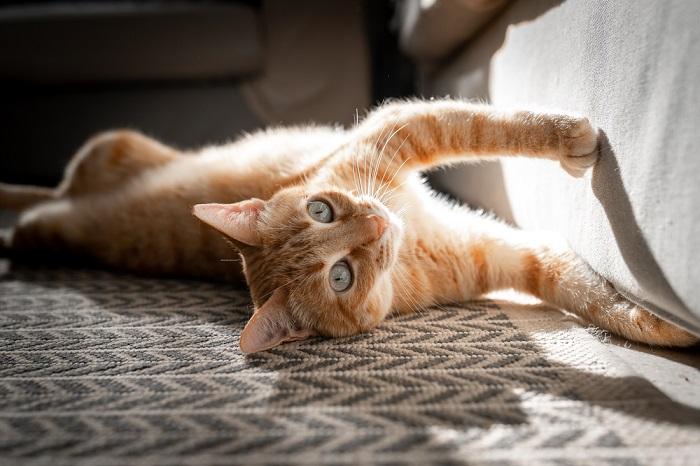 Une image représentant un chat en train de se gratter, mettant en valeur son comportement naturel pour maintenir des griffes saines et exprimer son territoire.