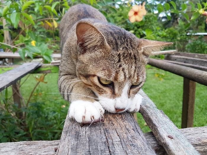 Chat qui gratte un objet