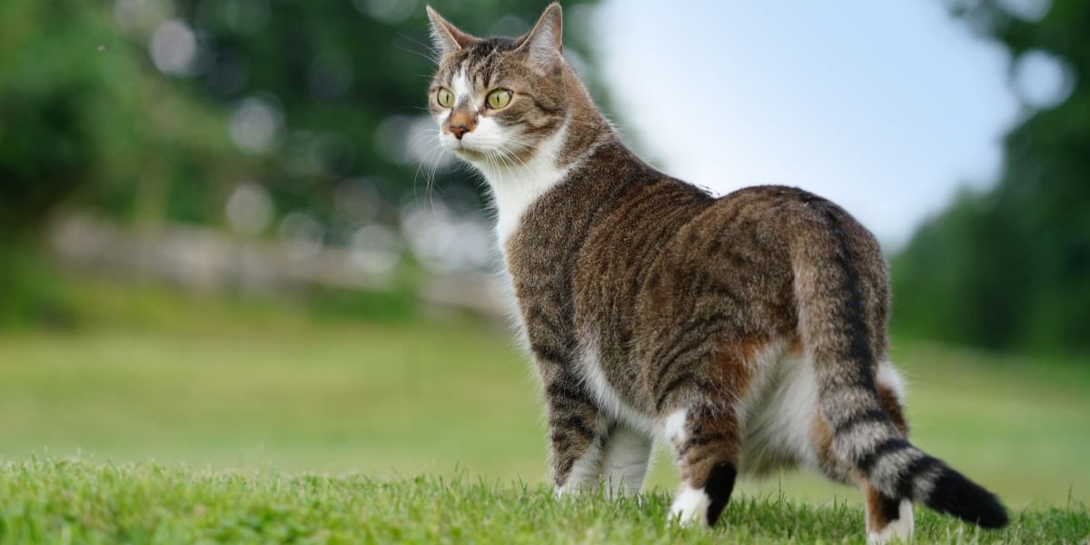 Une image d'un chat montrant son sens aiguisé pour détecter le mauvais temps.