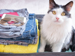 Cat in suitcase