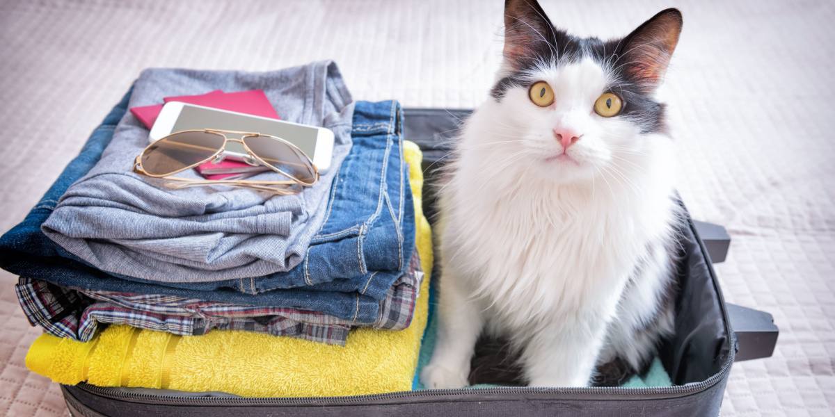 Chat dans une valise