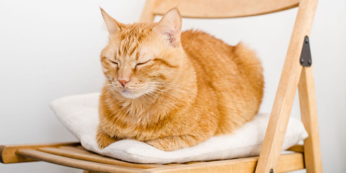 Image d'un chat dormant paisiblement sur une chaise, incarnant la détente et la tranquillité dans un endroit douillet.