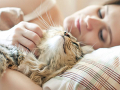 Cat comfortably nestled in a pillow.