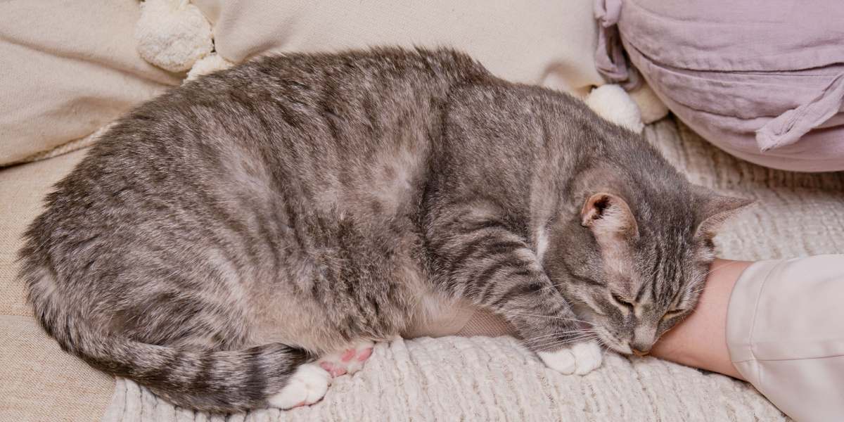 Une image paisible d'un chat dormant profondément, illustrant l'état serein et détendu d'un félin au repos.