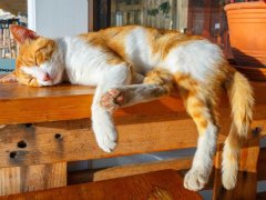 cat sleeps on a bench