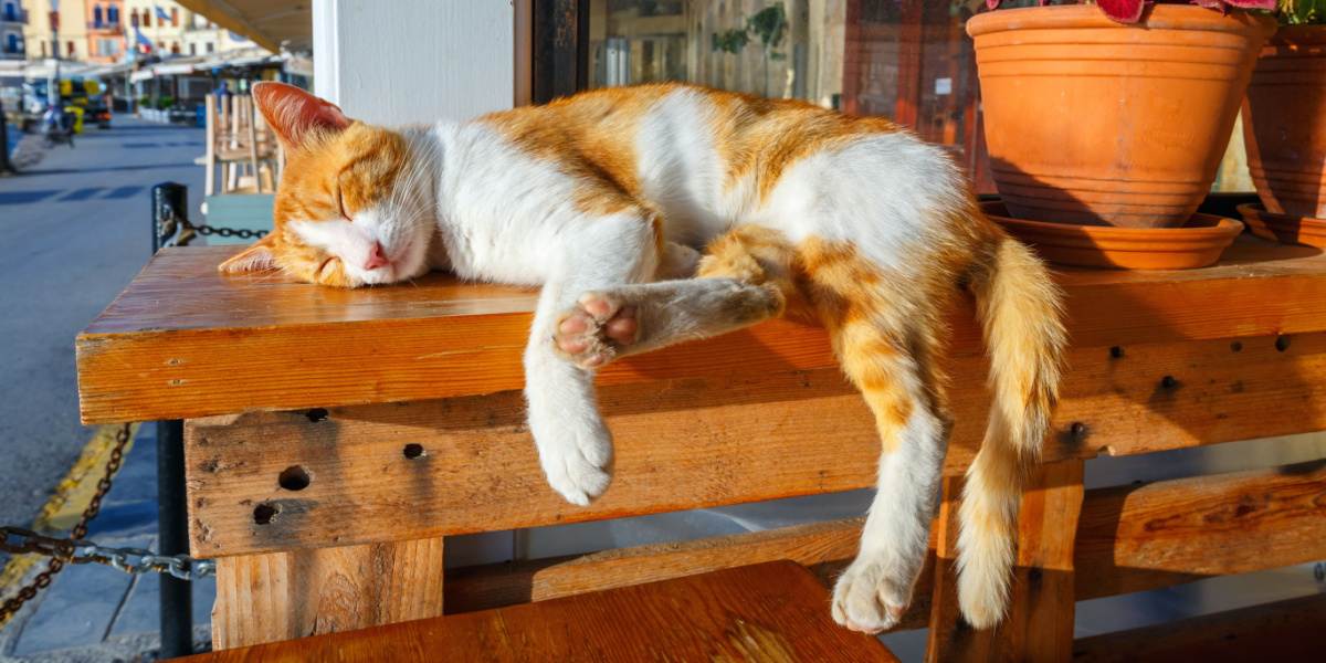 Le chat dort sur un banc