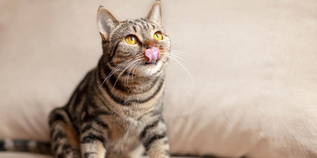 Chat tirant la langue de manière enjouée.