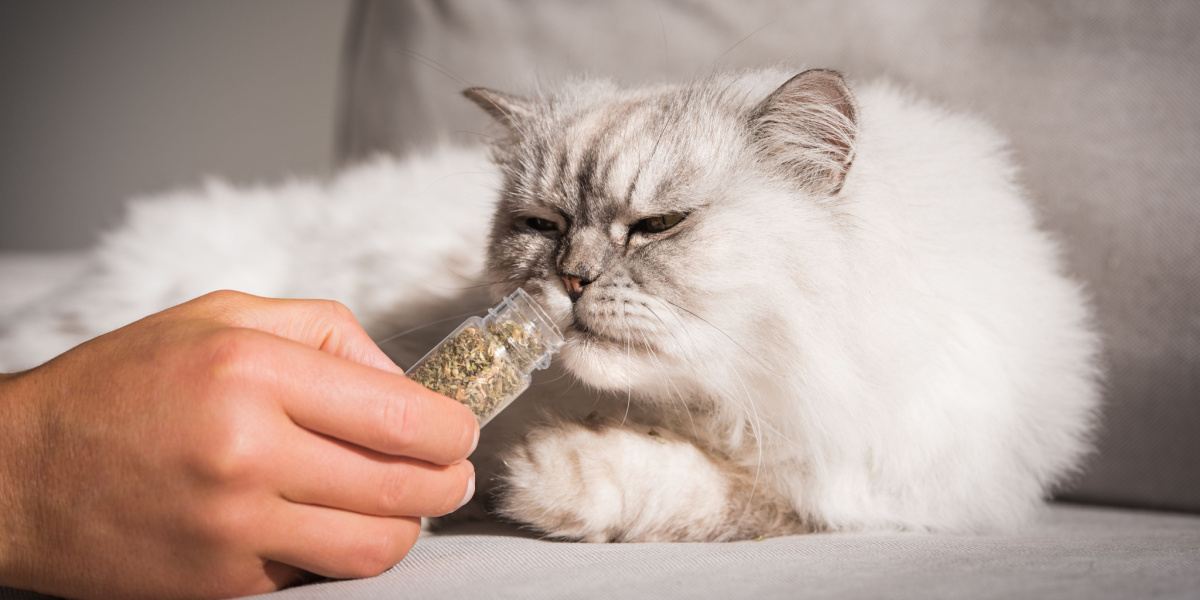 chat reniflant de l'herbe à chat