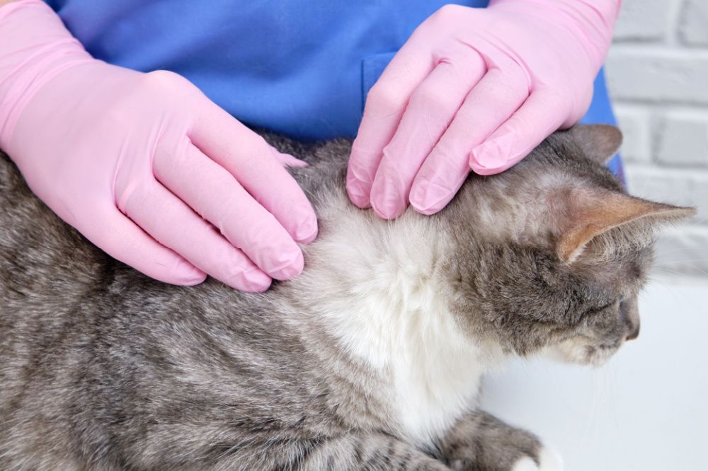 Vérification de la tique sur le chat