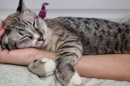 10 signes que votre chat est obsédé par vous.