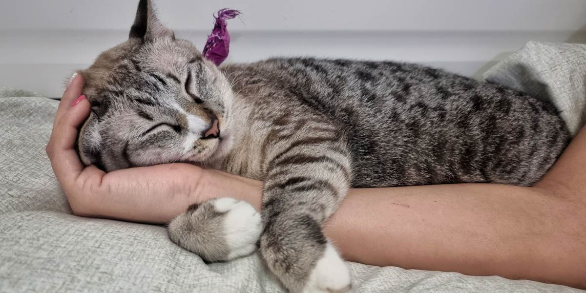 joli visage de jeune chat tigré qui dort sur la main de son propriétaire