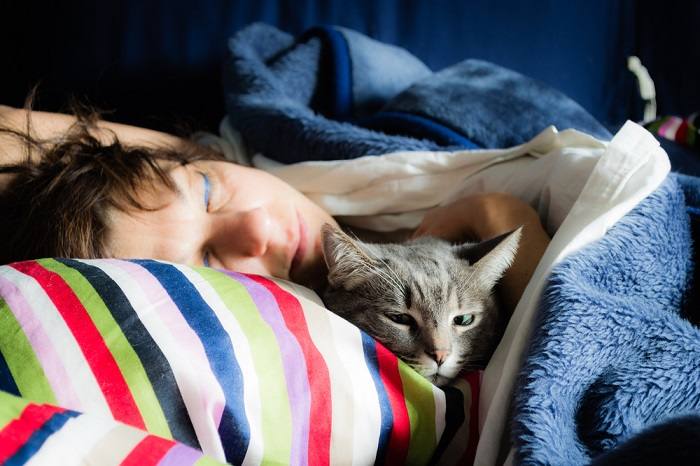 Chat domestique qui dort paisiblement.