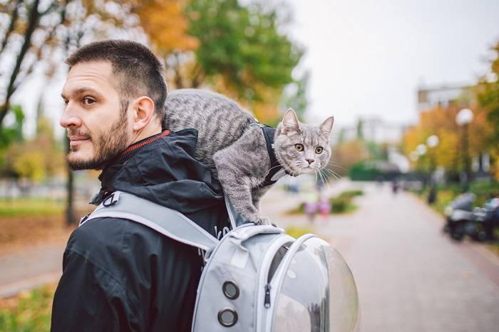 Image d'un chat gris avec une personne.