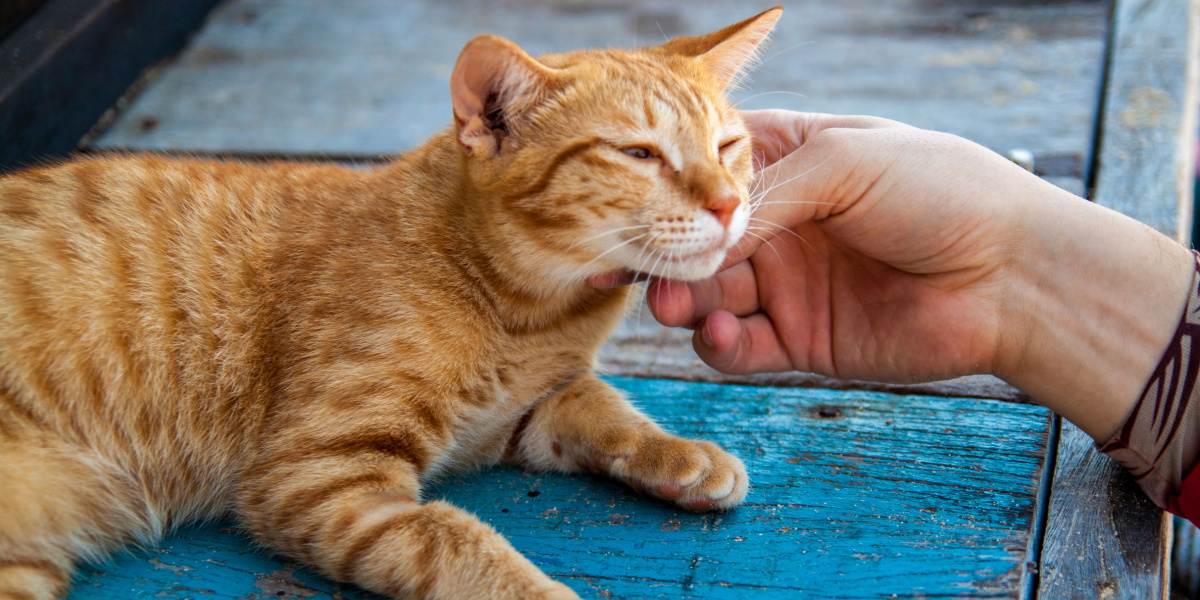 humain tenant le visage d'un chat heureux