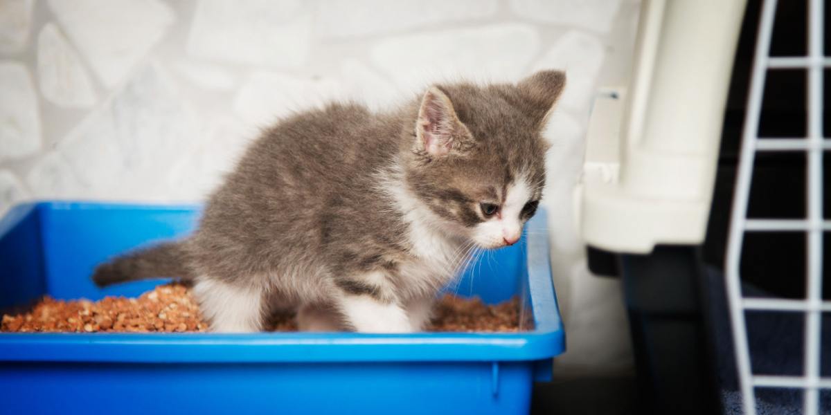 Un jeune et adorable chaton photographié à l'intérieur d'un bac à litière propre, mettant en valeur son comportement instinctif consistant à utiliser le bac à litière pour faire ses besoins. L'image capture la curiosité innocente du chaton et son initiation aux bonnes habitudes d'hygiène féline.