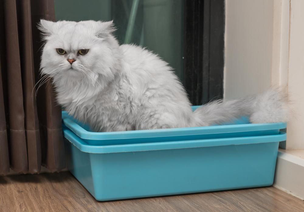 chat persan utilisant les toilettes