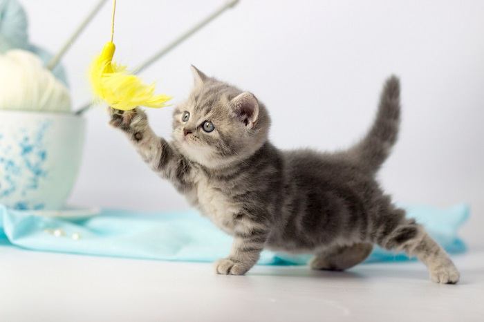 chat jouant avec un jouet pour chat