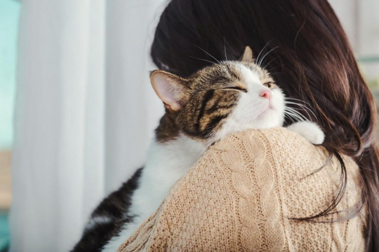 Les chats sont-ils possessifs envers leurs maîtres ?