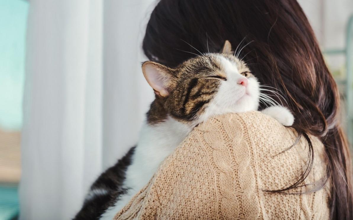 Une image illustrant le comportement possessif chez les chats, soulignant leur nature territoriale et leur attachement à certains objets ou espaces.