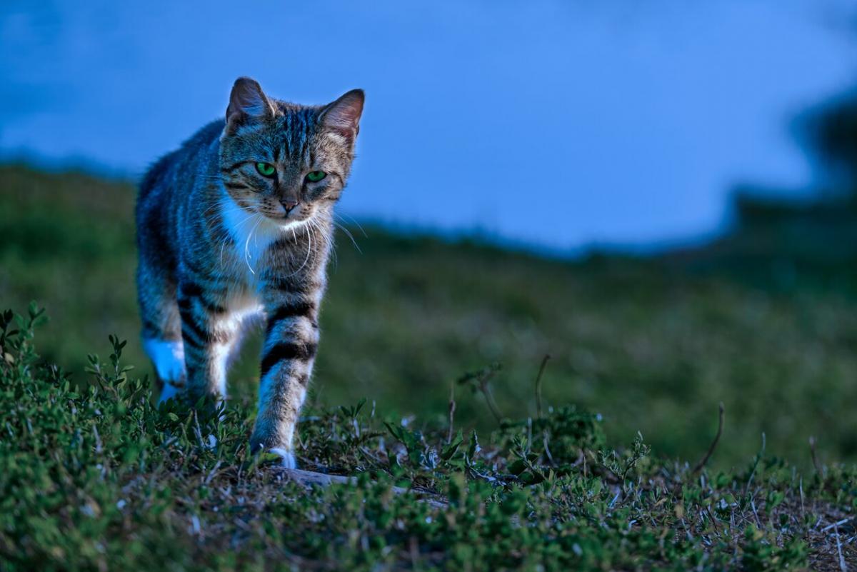 Les chats peuvent-ils être somnambules ?