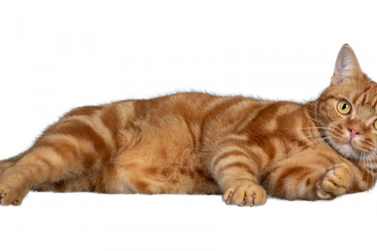 Que pouvez-vous donner à un chat en cas de maux d’estomac ?