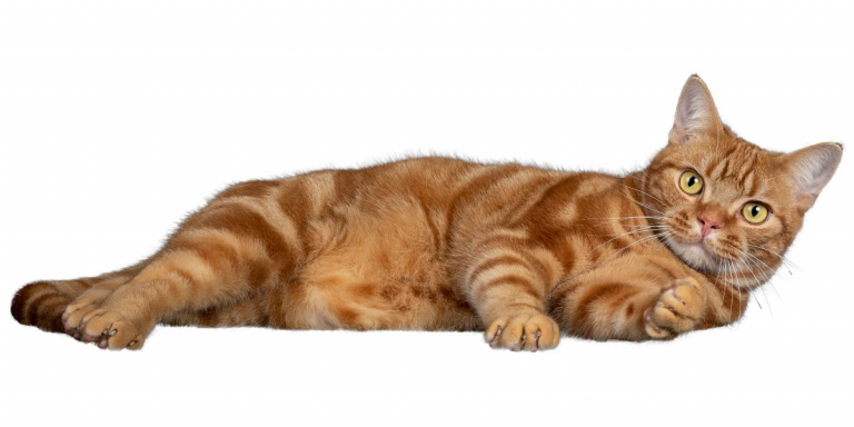 Que pouvez-vous donner à un chat en cas de maux d’estomac ?