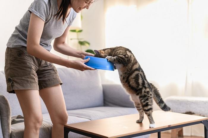 Une femme et un chat mangeant ensemble, illustrant le lien entre un chat et son gardien pendant le repas.