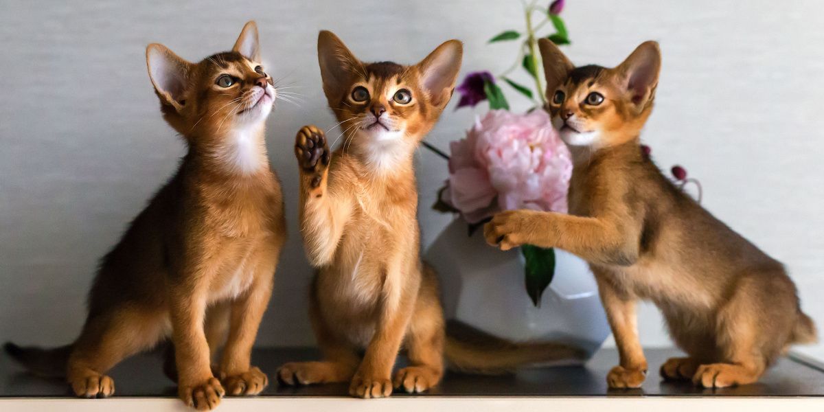 Les chatons abyssins jouent