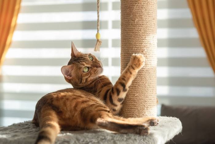 Un chat du Bengal joue avec un griffoir