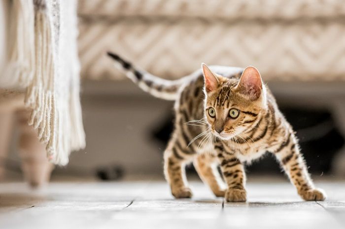 Un chaton du Bengal prêt à bondir